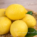 New Crop Fresh Lemon Fruits Wholesale Price